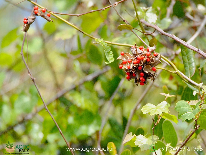 Rosary-Pea6