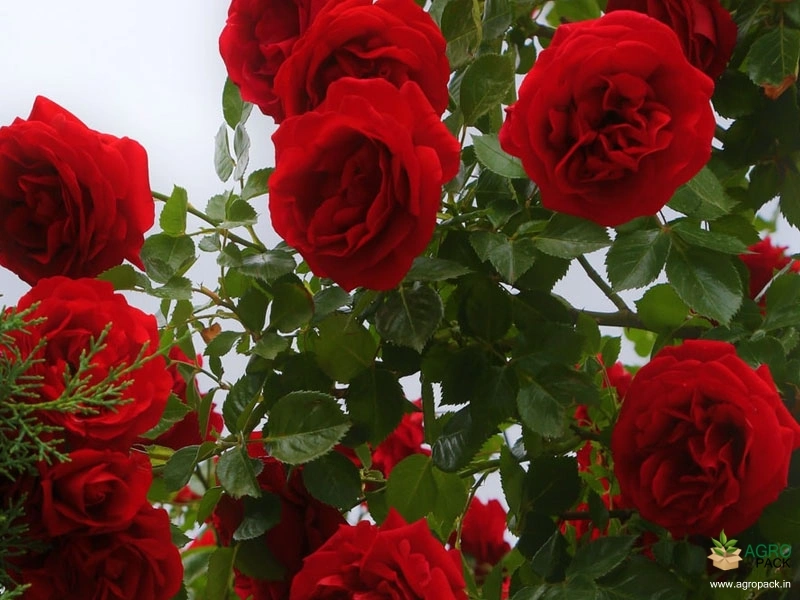 Rose2