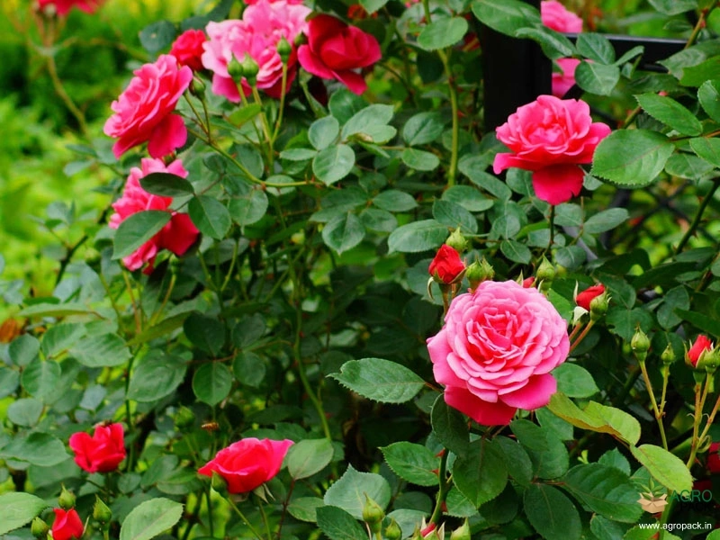 Rose3