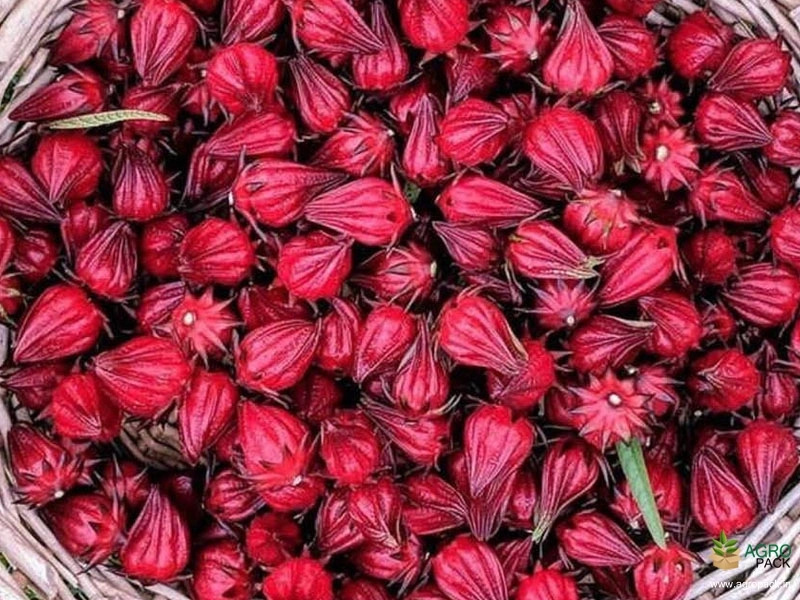 Roselle1
