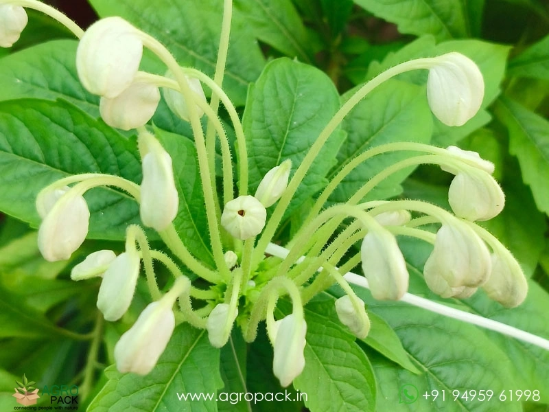 Rotheca-microphylla-musical-note-flower3