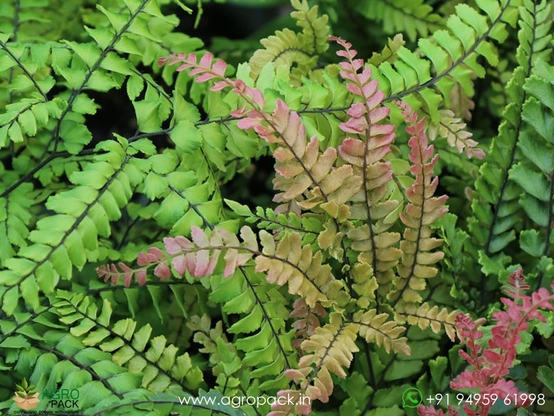 Rough-Maidenhair-Fern1