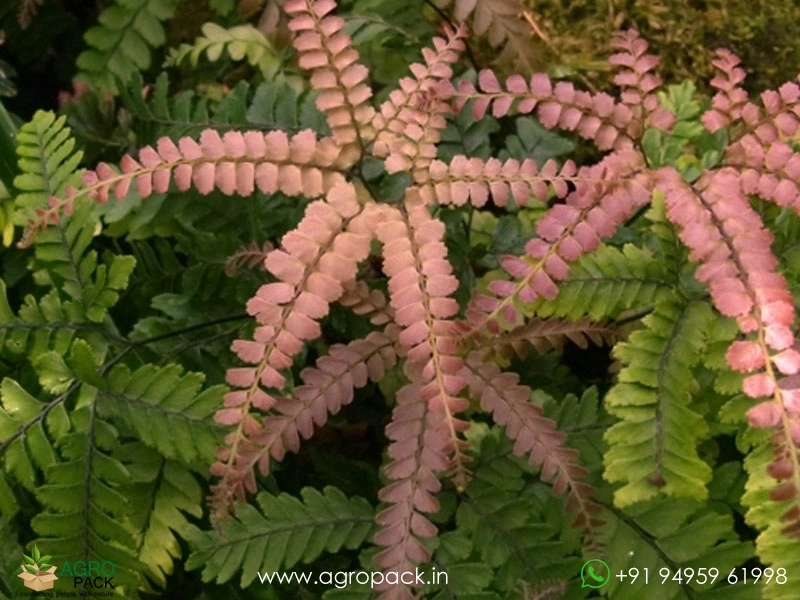 Rough-Maidenhair-Fern2