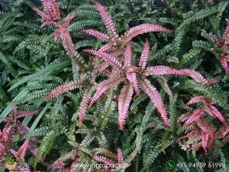 Rough-Maidenhair-Fern4