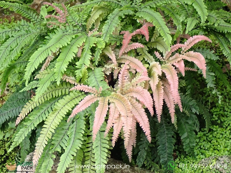 Rough-Maidenhair-Fern6