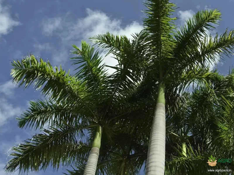 Royal-Palm1