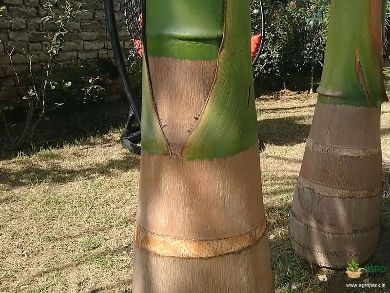 Royal-Palm2