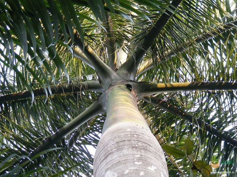 Royal-Palm3