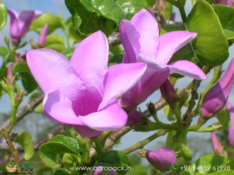 Rubber-Vine1