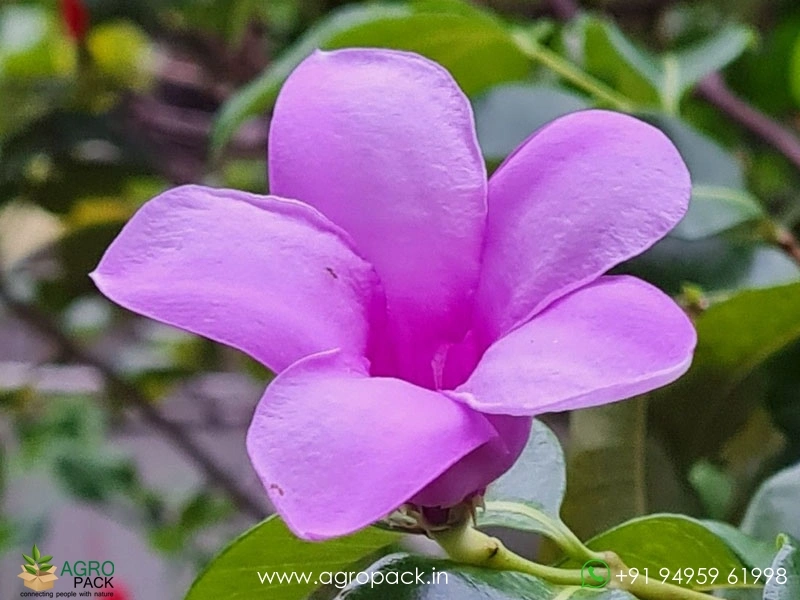 Rubber-Vine2