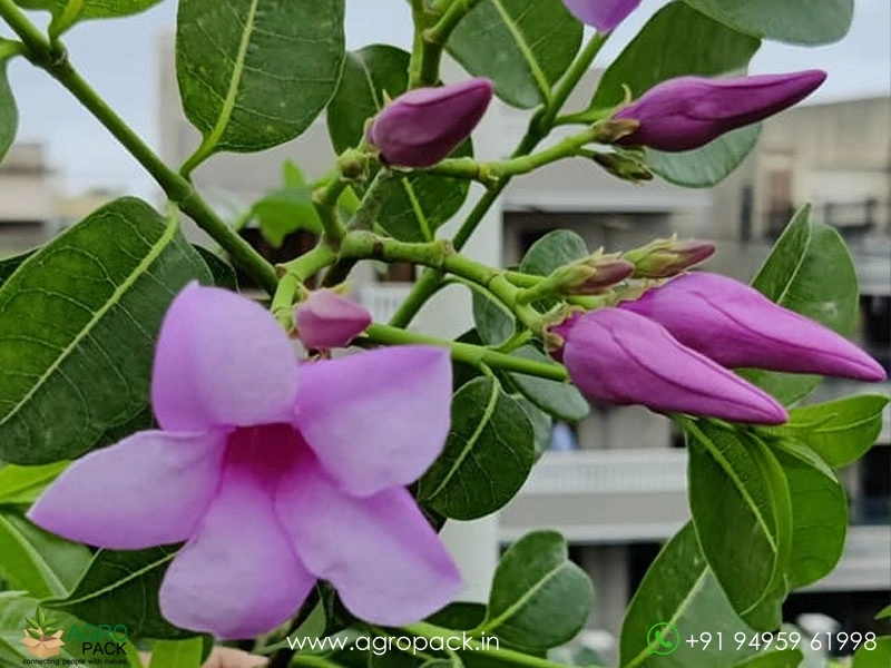 Rubber-Vine5