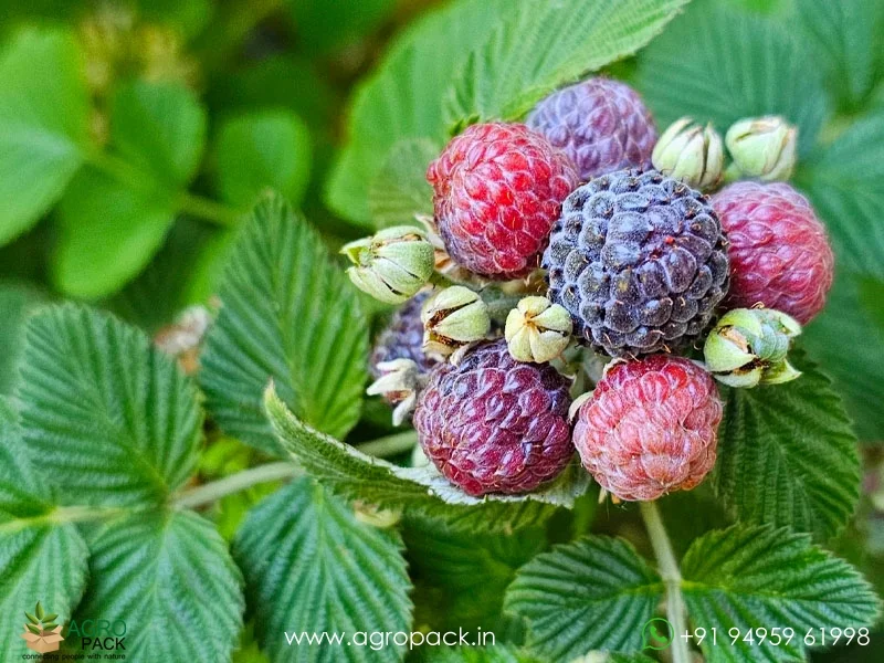 Rubus-niveus-Mysore-Raspberry1