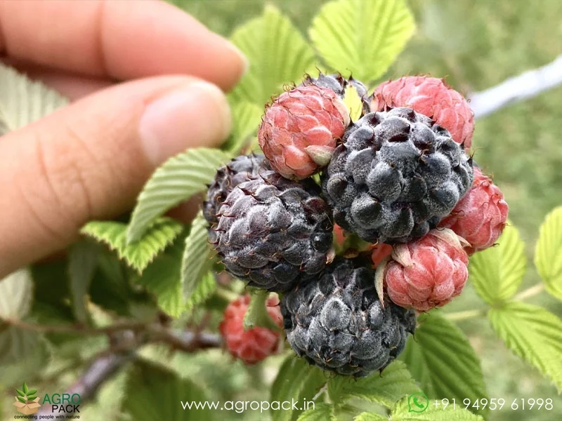Rubus-niveus-Mysore-Raspberry2