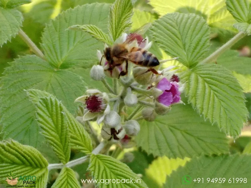Rubus-niveus-Mysore-Raspberry3