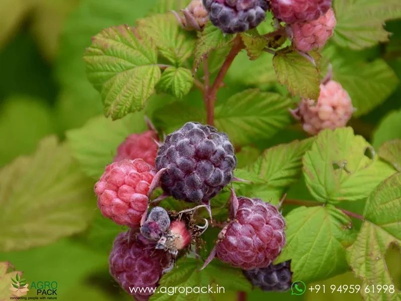 Rubus-niveus-Mysore-Raspberry4