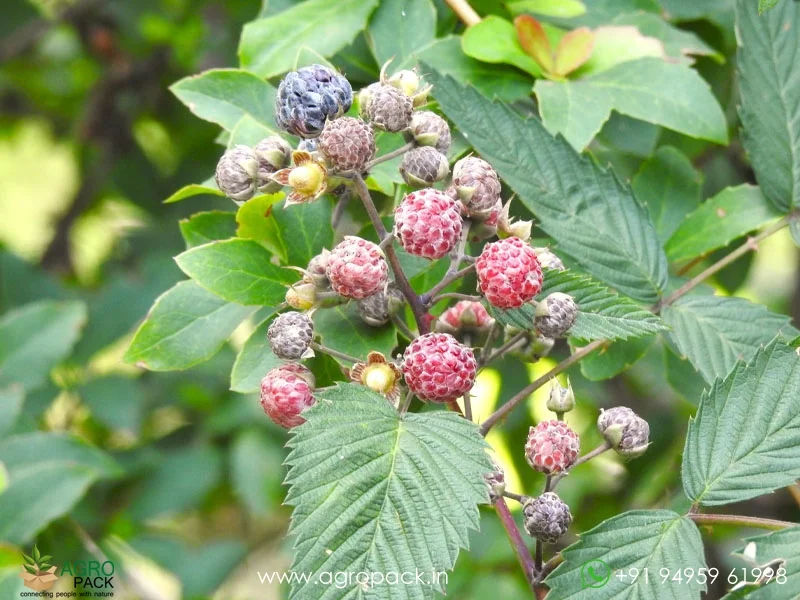 Rubus-niveus-Mysore-Raspberry5