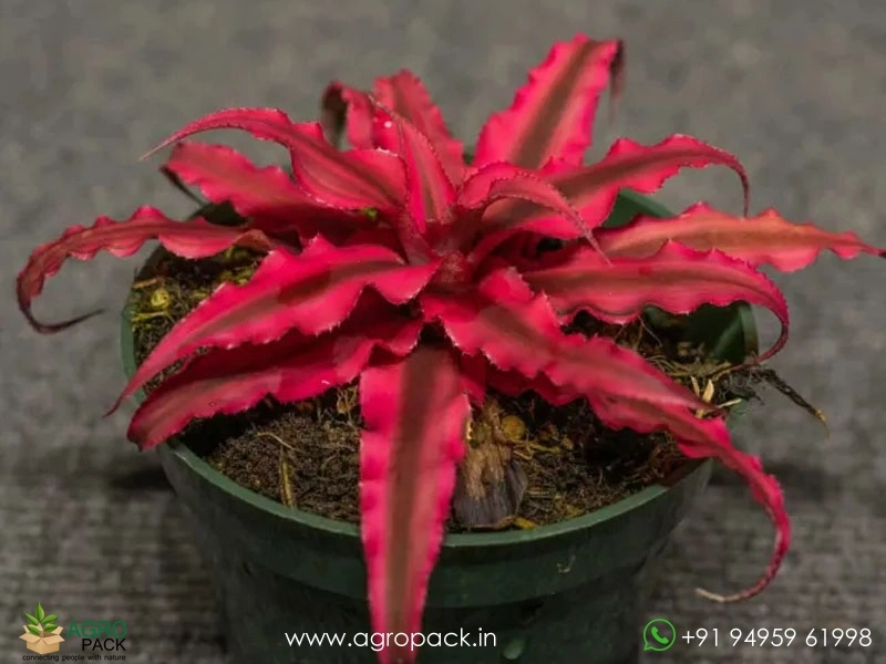 Ruby-Red-Cryptanthus1