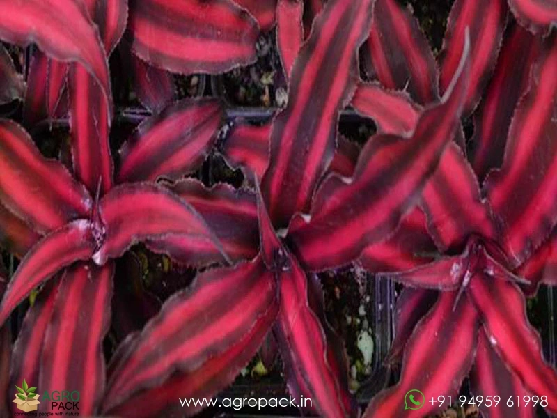 Ruby-Red-Cryptanthus2
