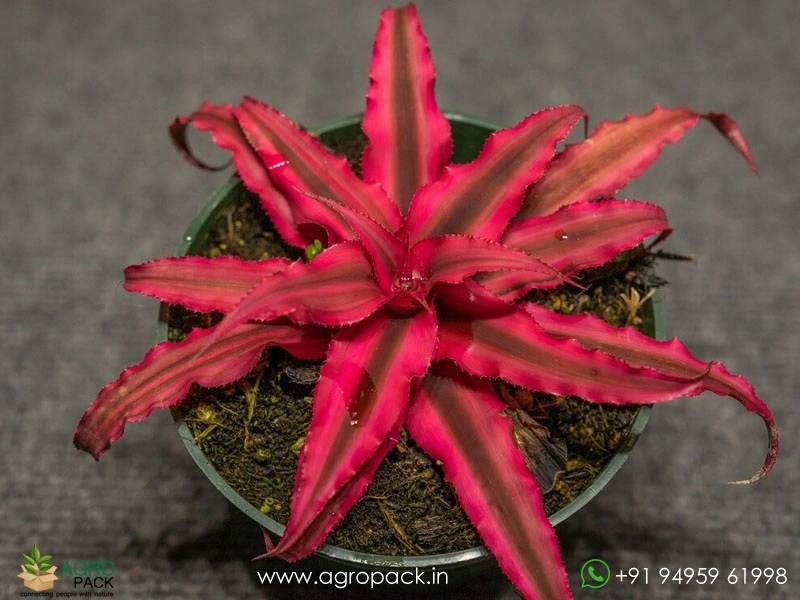 Ruby-Red-Cryptanthus3