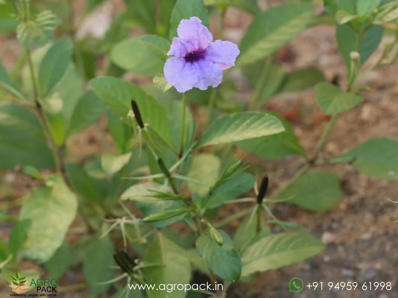 Ruellia-tuberosa-minnieroot1
