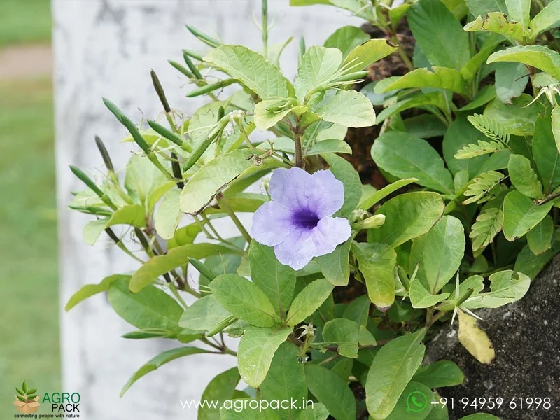 Ruellia-tuberosa-minnieroot2