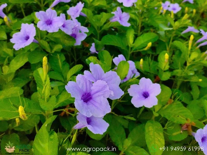 Ruellia-tuberosa-minnieroot3