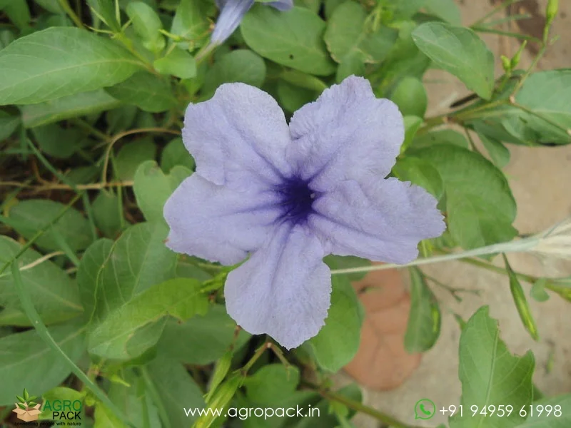 Ruellia-tuberosa-minnieroot4