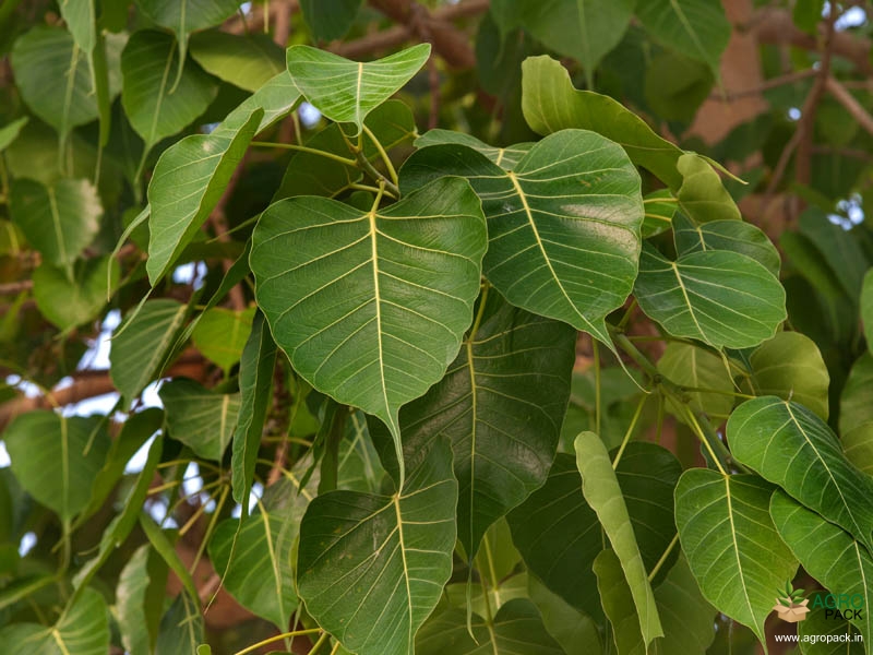 Sacred-Fig2