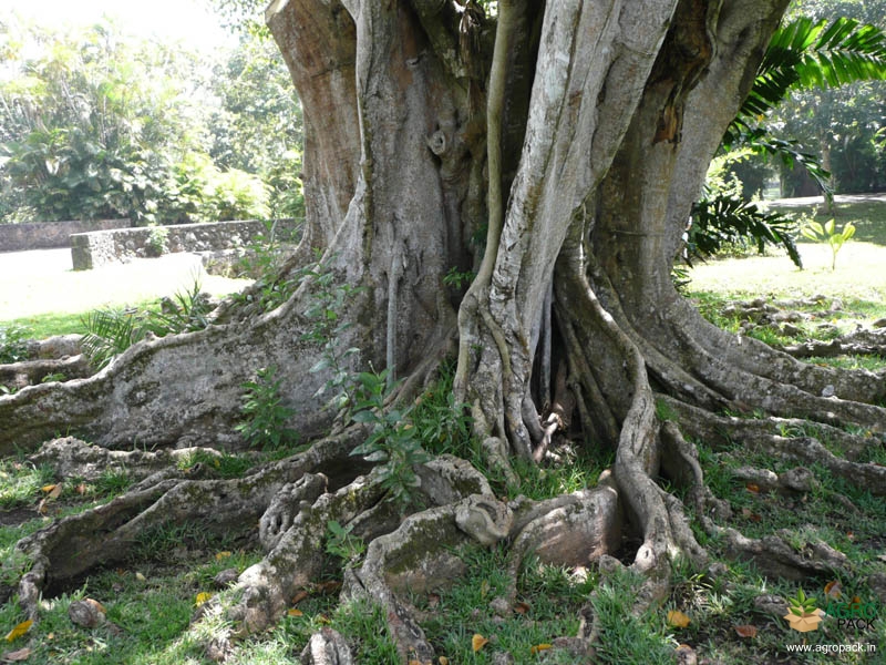 Sacred-Fig3