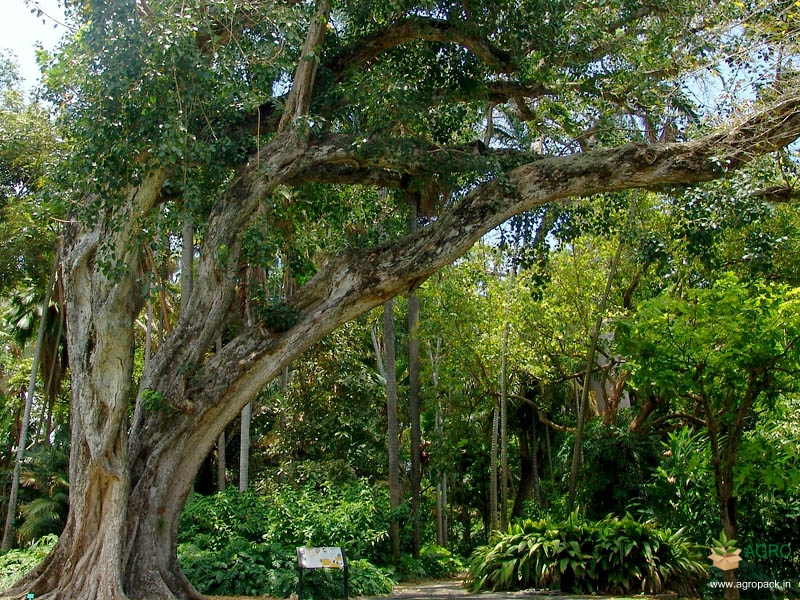 Sacred-Fig4