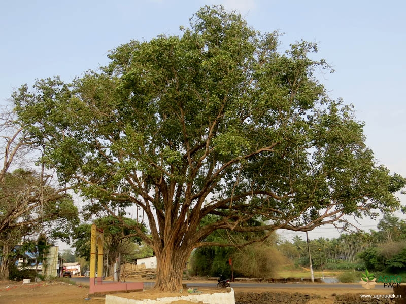 Sacred-Fig5