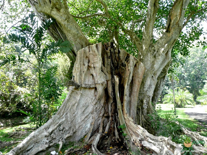 Sacred-Fig6