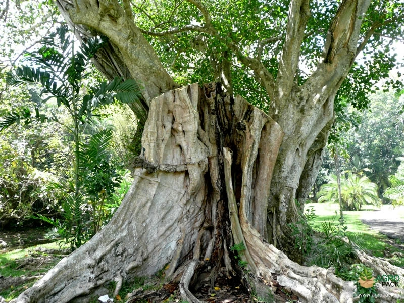 Sacred-Fig6