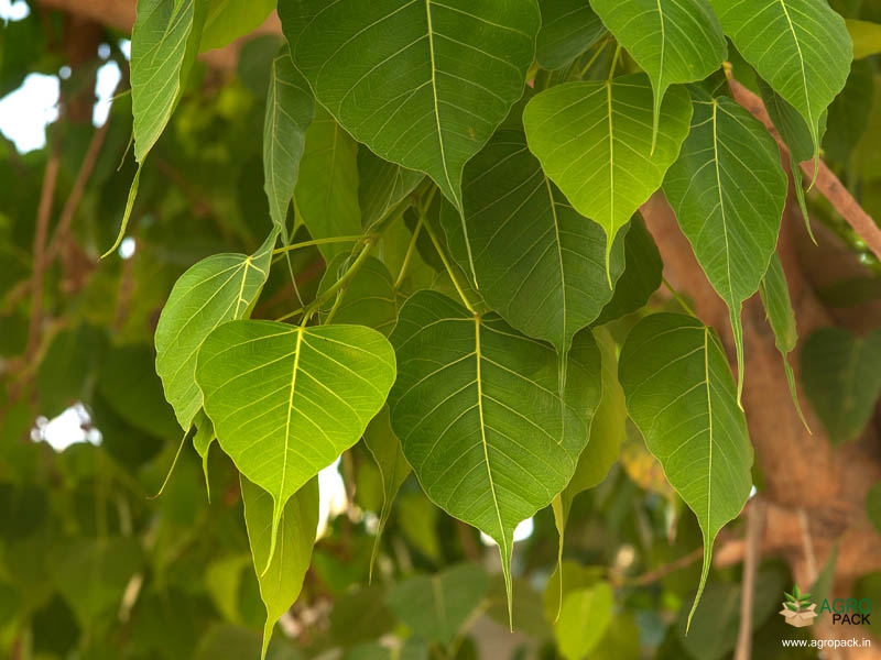 Sacred-Fig7