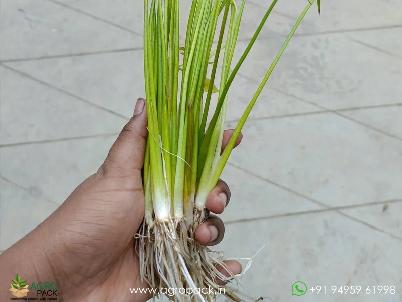 Sagittaria-Japonica-Water-Rose4