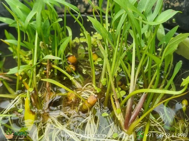Sagittaria-Japonica-Water-Rose7