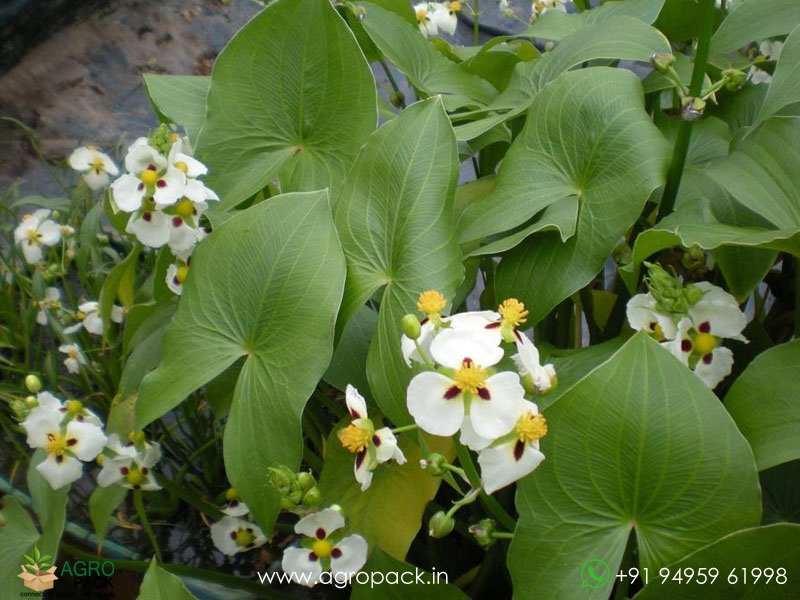 Sagittaria-montevidensis3