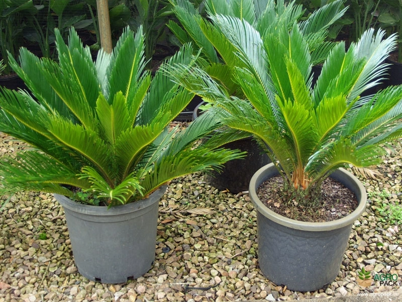 Sago-Cycad-2