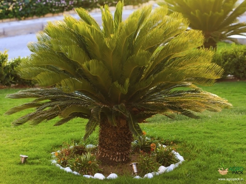 Sago-Cycad-4