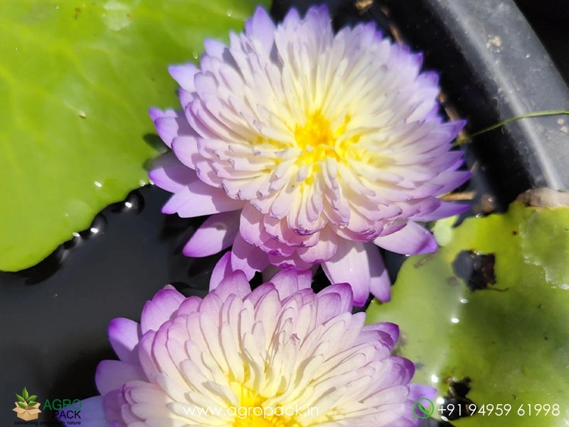 Sainumphung-Tropical-Waterlily2