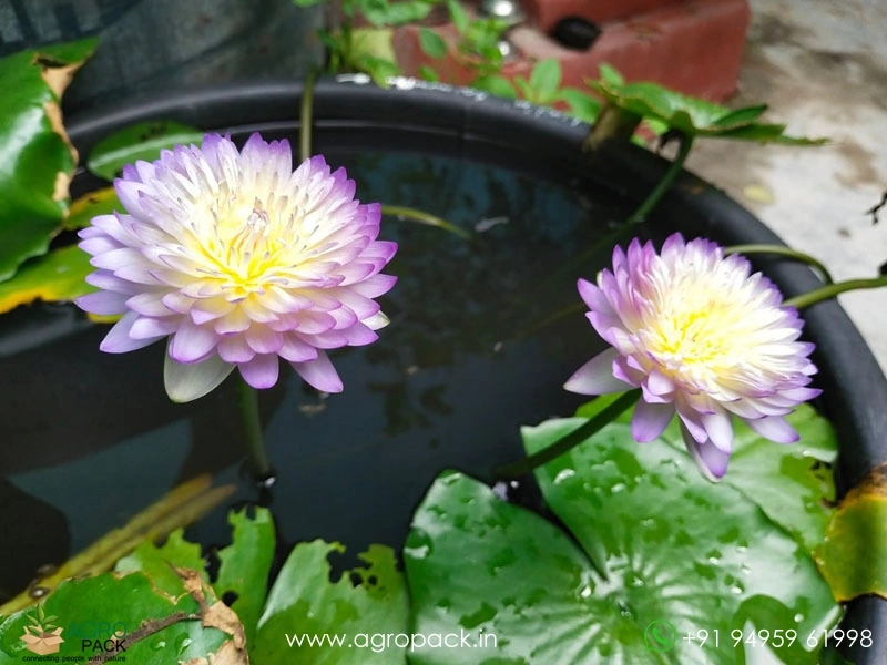 Sainumphung-Tropical-Waterlily3