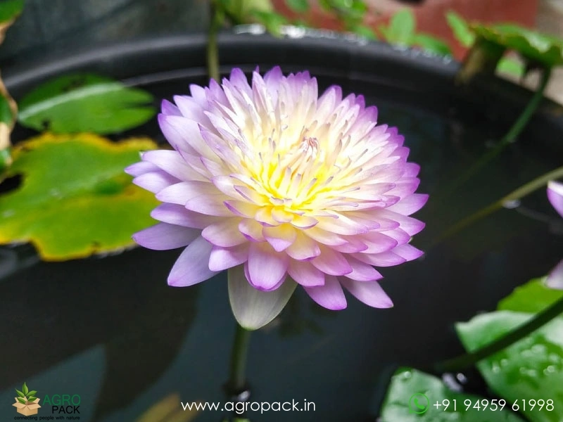 Sainumphung-Tropical-Waterlily4