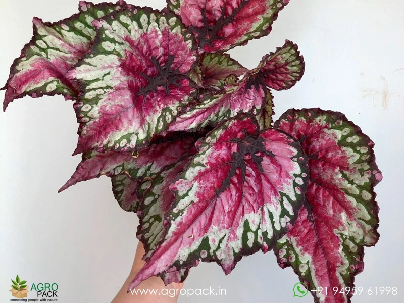 Salsa-Rex-Begonia1