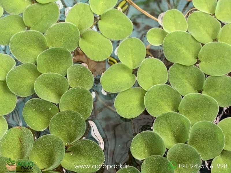Salvinia-cucullata3