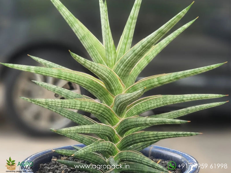 Sansevieria-Ballyi1