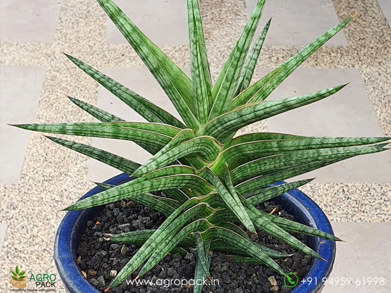 Sansevieria-Ballyi2