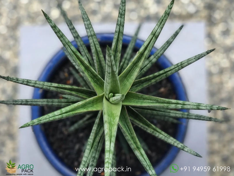 Sansevieria-Ballyi3