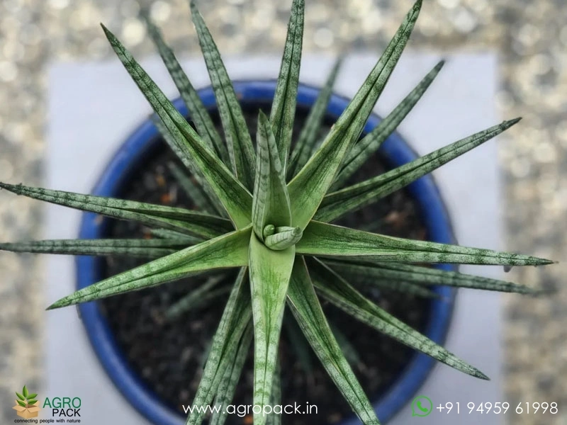 Sansevieria-Ballyi3