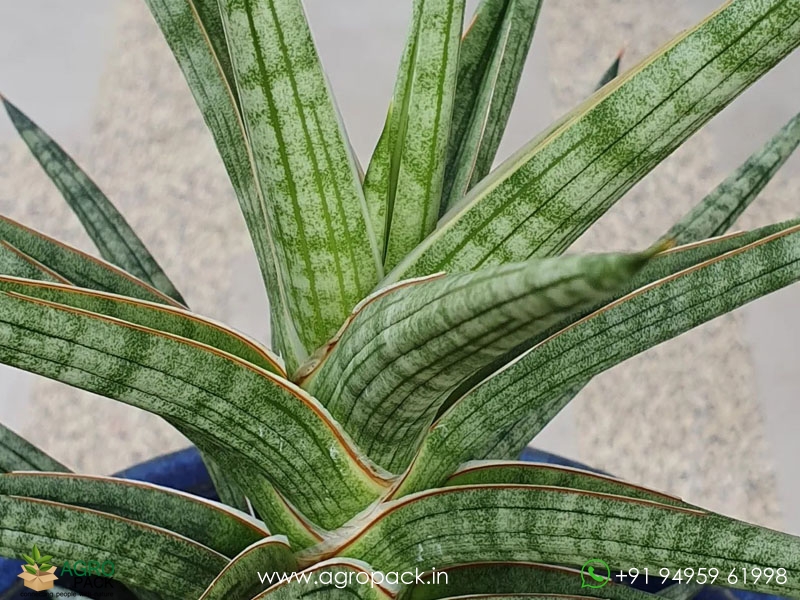 Sansevieria-Ballyi4