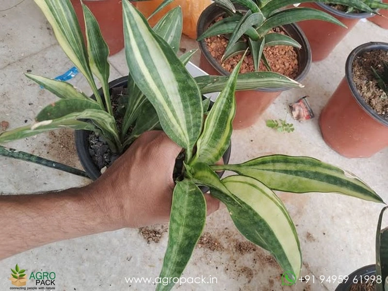Sansevieria-Concinna,Big-Spoon-Variegated1